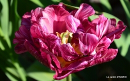 Bergerac, jardin ,arbres fruitiers,printemps 046.JPG