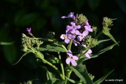 Ciron,pivoine,escargot,jardin,ancolie,glycine 195.JPG
