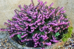 matin d'hiver,tableaux de fleurs janvier 029.JPG