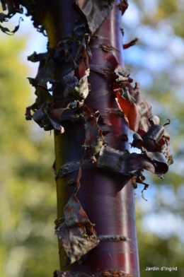 troncs,automne,vieilles photos 045.JPG