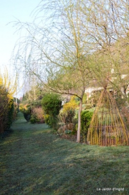jonquilles ,primevères,après la tonte 033.JPG