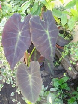 été,dahlia,lantana,bouillon blanc,platycodon