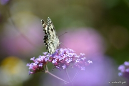 coeur des fleurs,papillons,libellules 116.JPG