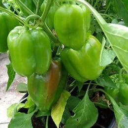 sauce-au-poivrons-verts.jpg