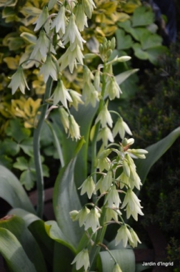 coeur des fleurs,papillons,libellules 003.JPG