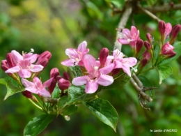 jardin printemps 139.JPG