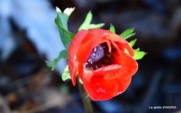 jardin en hiver,à Ciron 016.JPG