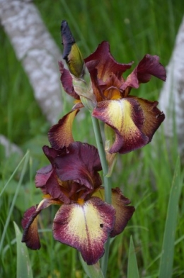 serre,iris,ancolie,iriseraie Papon,moulin 079.JPG