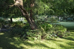 potager ,roses,jardin 020.JPG