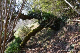 bibliotèque,colline 054.JPG
