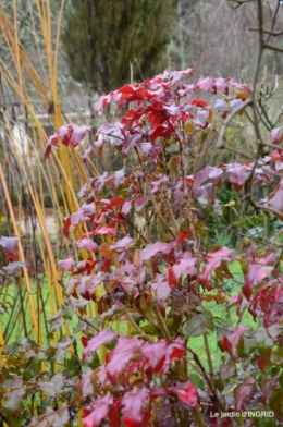 jour de l'an,hiver au jardin,héllébores 113.JPG