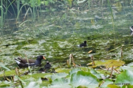 puces Lalinde,bébés canards,au moulin souci 033.JPG