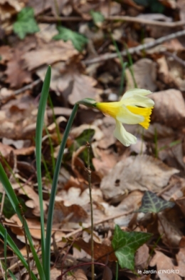 jonquilles dans les bois 019.JPG