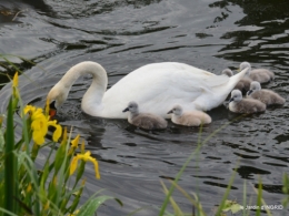 bébés cygnes,iris,clématite 014.JPG