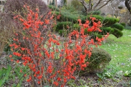 semis,taille,tonte,tour du jardin 031.JPG