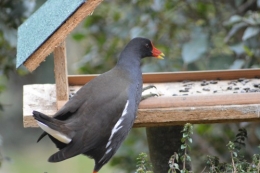 les oiseaux sur terrasse 077.JPG