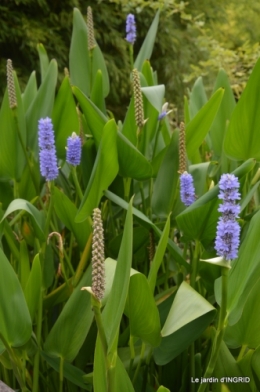 orage,puces,bouquet,Anniv.Ines,Brantome,Jardins d'eau 247.JPG