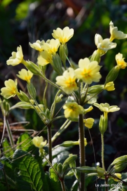 jonquilles ,primevères,après la tonte 038.JPG