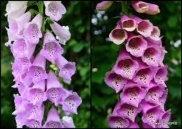 2015-05-16 maison,jardin Bernadette,et jardin Claudine2.jpg