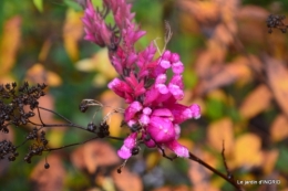 troc,automne,serre 073.JPG