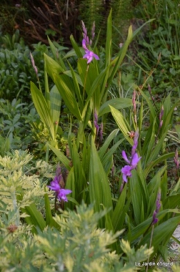 Ciron,pivoine,escargot,jardin,ancolie,glycine 014.JPG