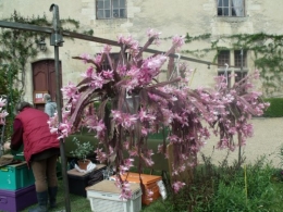 avril2012 041.JPG