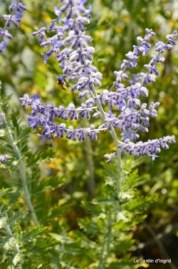 fleurs bleues,hortensia bleu,moi bébé 076.JPG