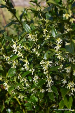 hélébores,bruyères,arbustes fleuries,mésanges 073.JPG