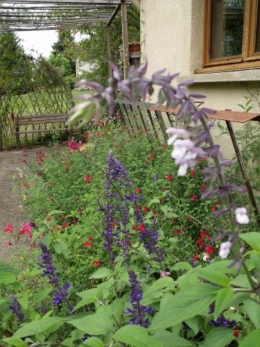 fuschias,sauges,asters,pour le troc, 068.JPG