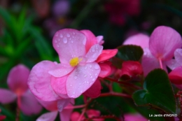 kakis,dernières fleurs,pt jardin,Julie,bassin 002.JPG