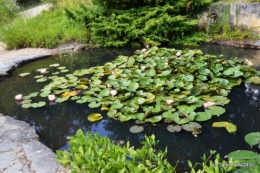 les jardins d'eau de Carsac 063.JPG