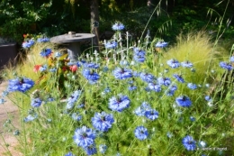 coquelicots,jardin en mai 007.JPG