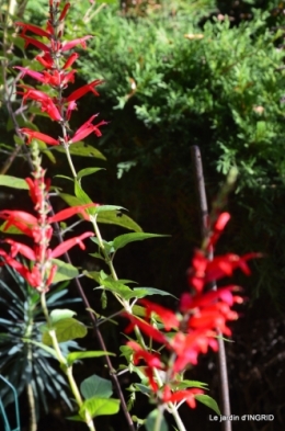 chez Caro,jardin automne 075.JPG