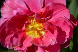 avant tonte,après,euphorbes,tulipes botaniques,autres 044.JPG