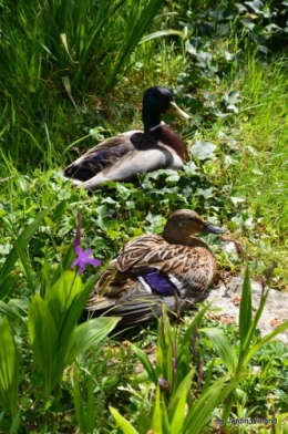 pavots,cours d'osier;dans la mare 029.JPG