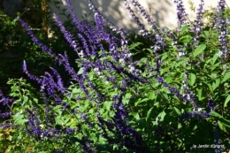 jardin octobre,chez Marylaur,Arnaud ,Ariane,la mer,sauges 216.JPG