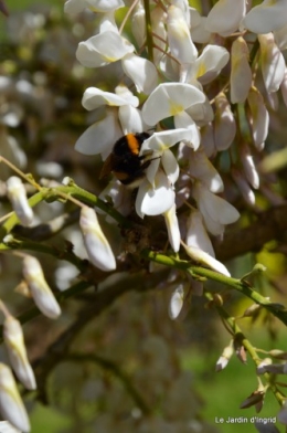 mésanges,escargots,ros. de banks,abeilles,Monpazier,Banes,Forêt 130.JPG