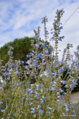 après la pluie,Tuillères,Mne Peirichou fleurs 088.JPG