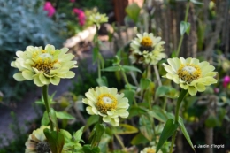 jardin,insectes,paillote,chrysanthèmes,rouge-gorge 051.JPG