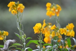 mésanges, nid frelons,fleurs décembre 043.JPG
