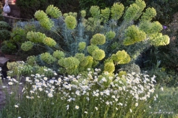 jardin avril et mai, 079.JPG
