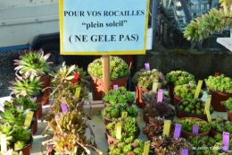 coquelicots,fête des fleurs Lalinde,fouleix,jardinage 048.JPG