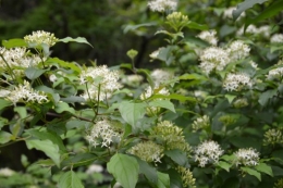 rosiers,fleurs blanches,pollen,magasin 064.JPG
