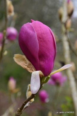 printemps,osier,tipi 035.JPG
