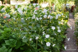 coulobre,Romane,jardin,Lamonzie Monstatruc,les filles 064.JPG