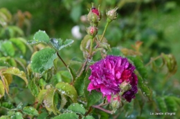 roses,Lalinde,toit cabane,pourpre,eglise,jardin tondue 007.JPG