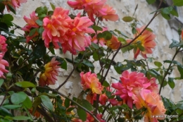 Colombier,Cadouin,jardin,roses,pluie 032.JPG