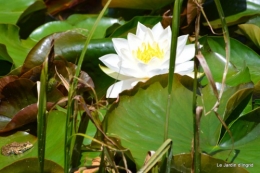 la mare,pt jardin,passiflore,Sophie,le canal,vues jardin 030.JPG