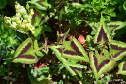 jardin avril 090.JPG