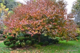 les arbres en automne,cabane 052.JPG